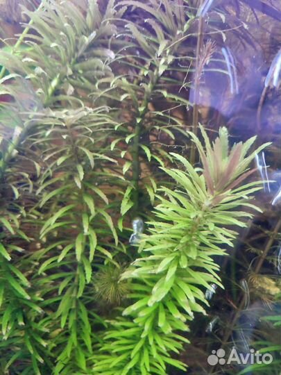 Аквариумные растения прополка