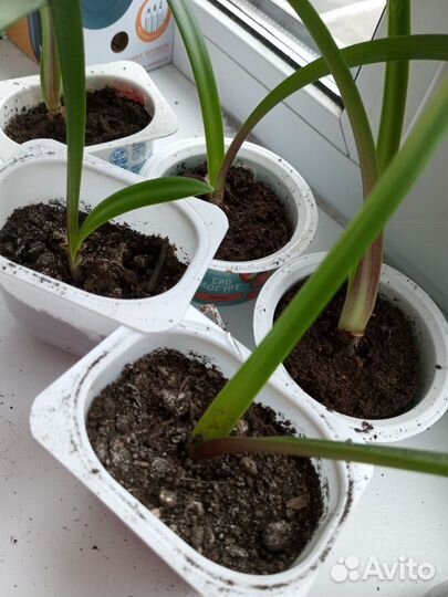 Гиппеаструм