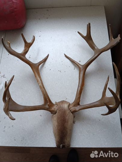 Рога оленя