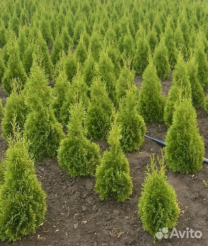 Туя Смарагд