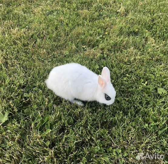 Декоративные карликовые кролики