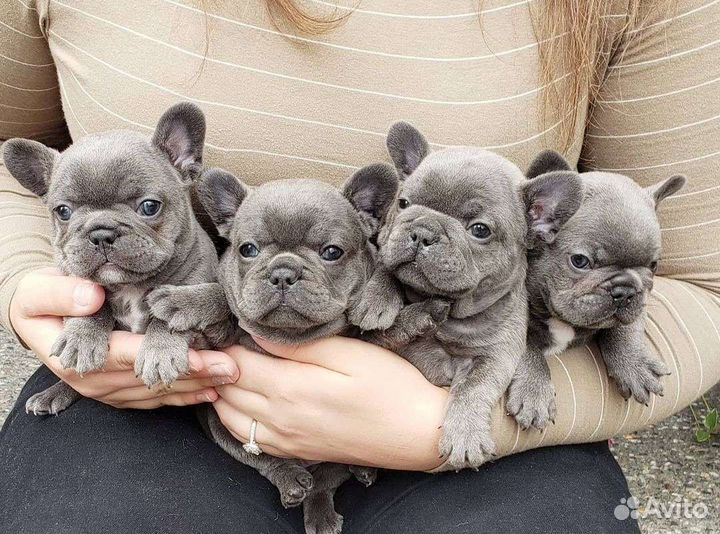 Французский бульдог голубой мини