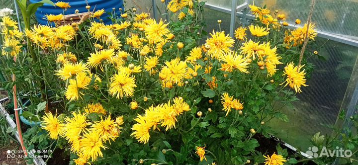 Хризантема желтая, Ф12см
