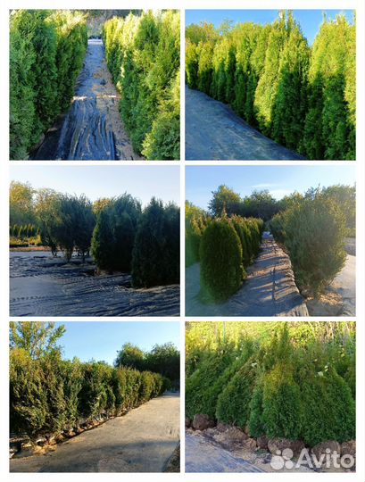 Туи, можжевельники, ели