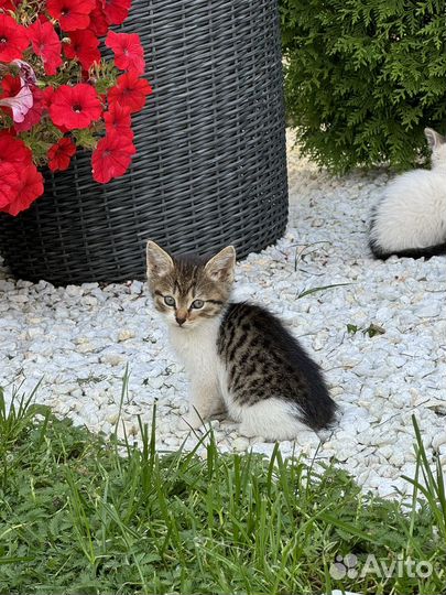 Красивые котята 2 месяца