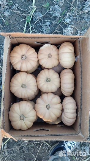 Тыква Отам краун