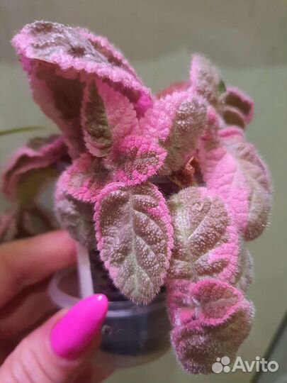 Эписция Акварельная Picasso Noid Pink var