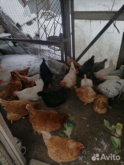 Домашние куриные яйца