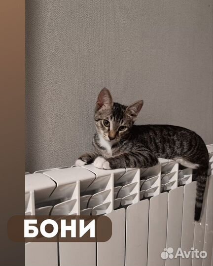 Котенок 4 месяца Настоящий грузинский кот