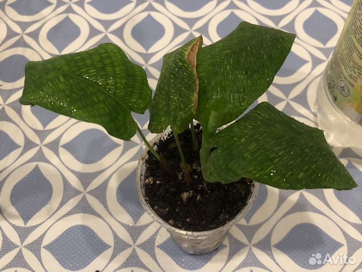 Калатея Нетворк, Макоя,Ктенанты