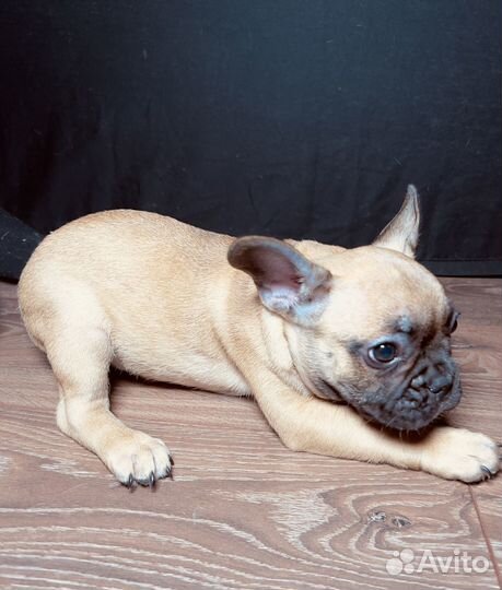 Щенок французский бульдог