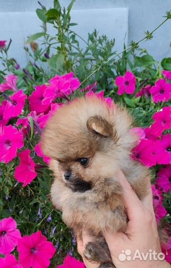 Померанский шпиц мини