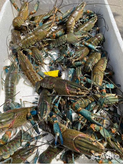 Австралийский красноклешневый рак