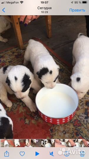 Щенки алабая