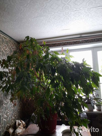 Китайская роза