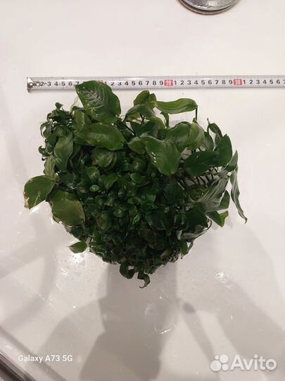 Аквариумные растения