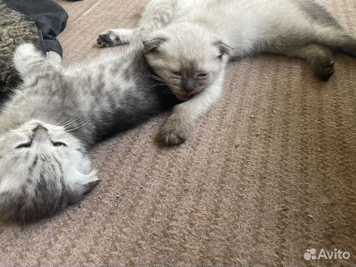 Британские котята