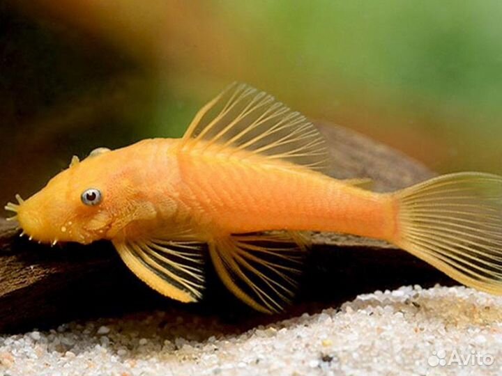 Есть новые рыбки