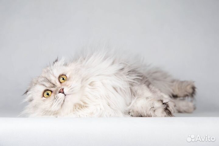 Прекрасная Айси - длинношерстная шотландская кошка