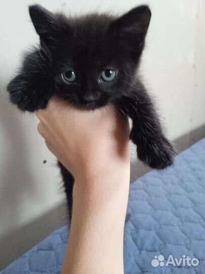 Сибирская кошка