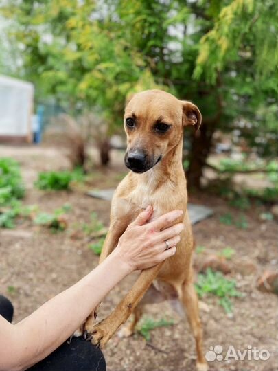 Маленькая собака ищет дом