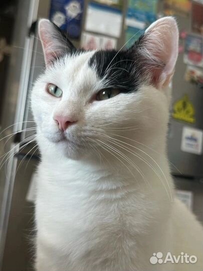 Котята в добрые руки бесплатно