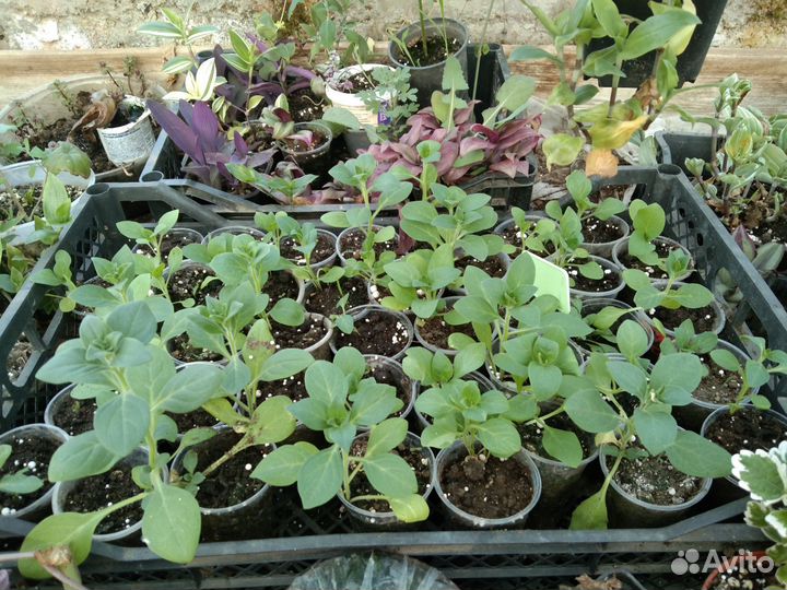 Комнатные цветы петунья