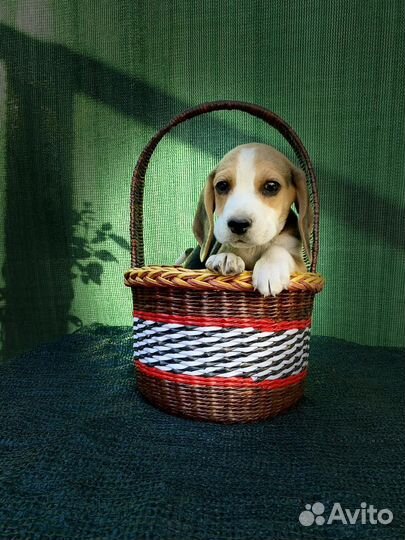 Щенки бигль