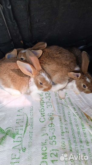 Продажа кроликов