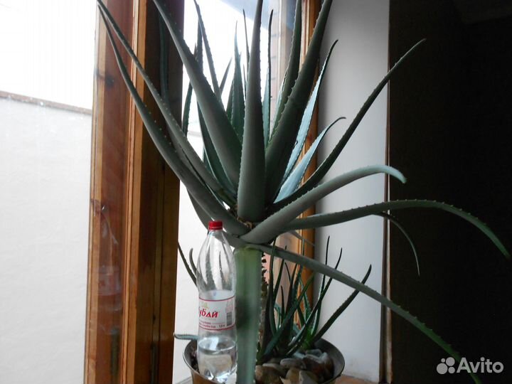 Настоящее Алоэ-Вера