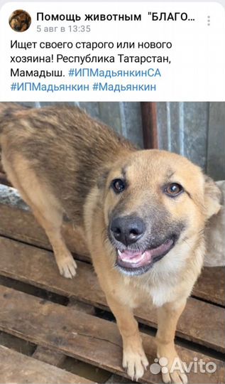 Собаки в отлове ИП Мадьянкин