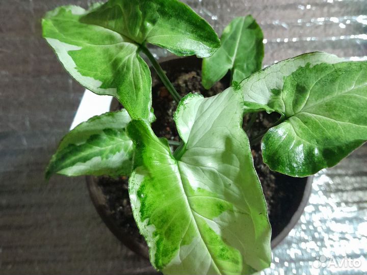 Сингониум Три короля