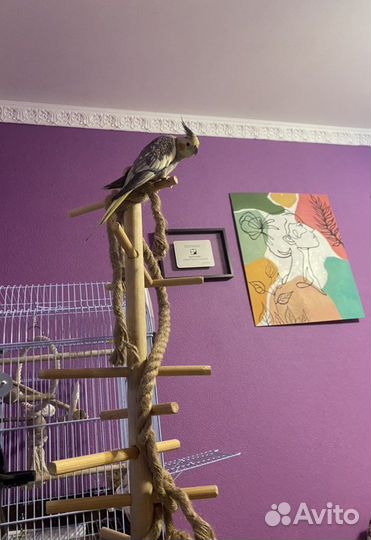 Стенд игровой для попугая под заказ