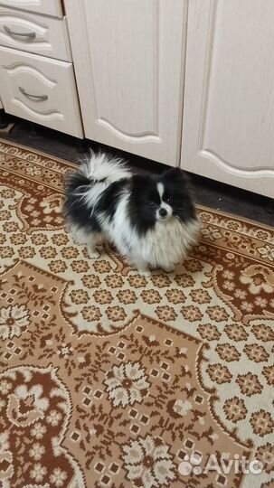 Малый немецкий шпиц