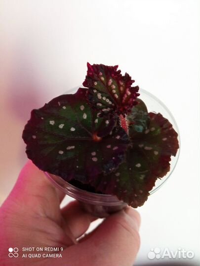 Детки декоративно - листных бегоний