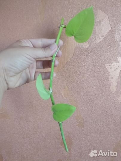 Сциндапсус неон