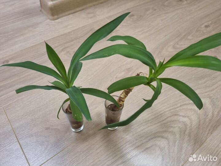 Пальма юкка