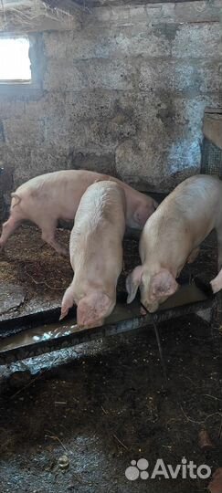 Продам поросят