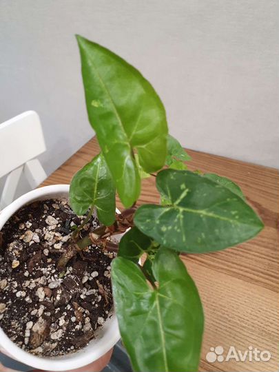 Сингониум панда