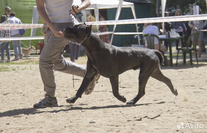 Щенки кане корсо