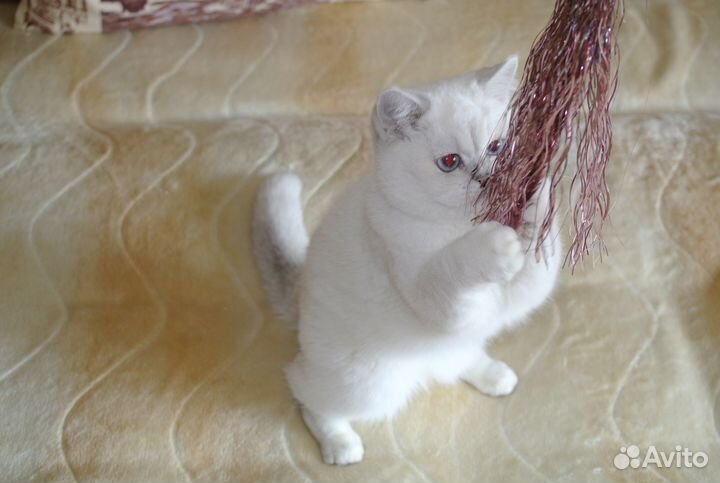 Британская кошка