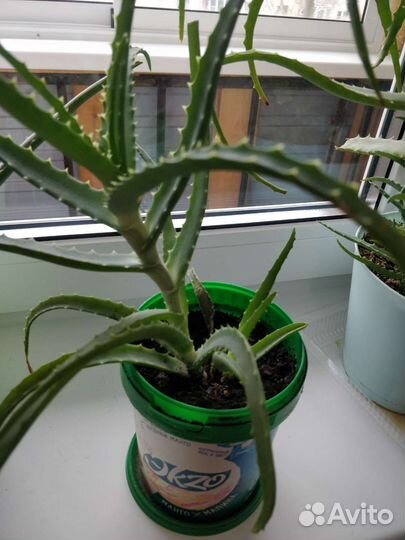 Алое древовидное лечебное