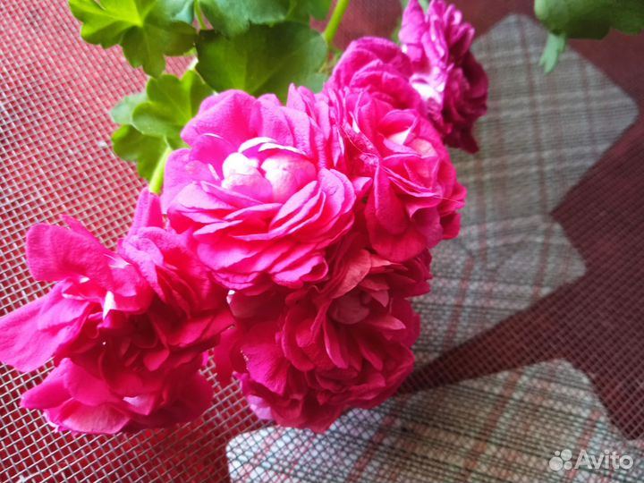 Пеларгония Тесс влада