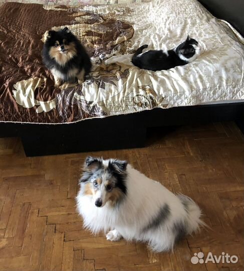 Выгул и передержка собак, зооняня