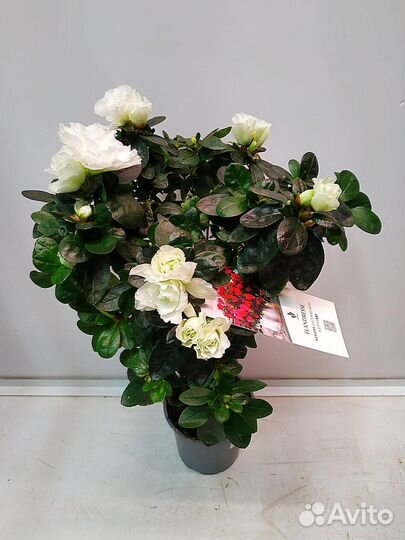 Азалия штамбовая