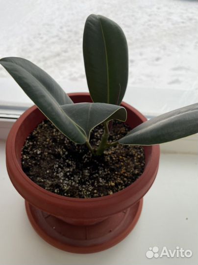 Фикус каучуконосный