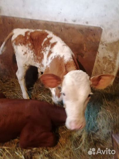 Домашние бычки отпоенные и на молоко