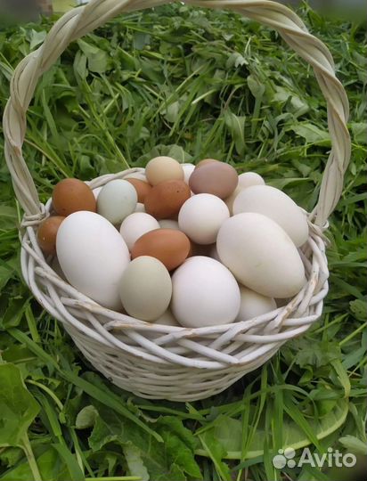 Яйцо домашнее