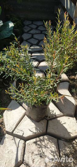 Ива шаровидная