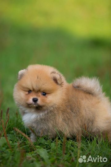 Щенки померанского шпица